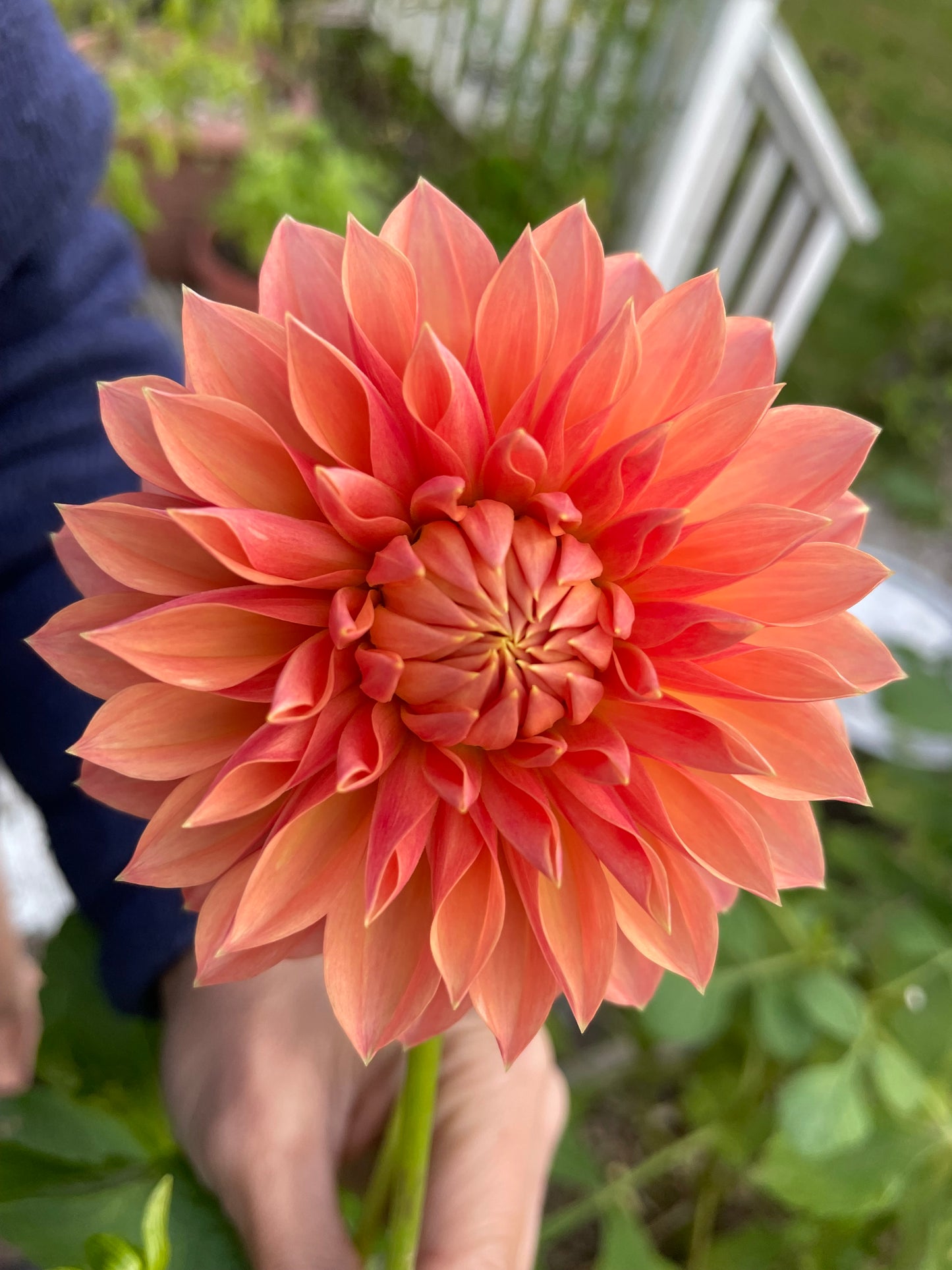 Hamilton Lillian Dahlia Tuber