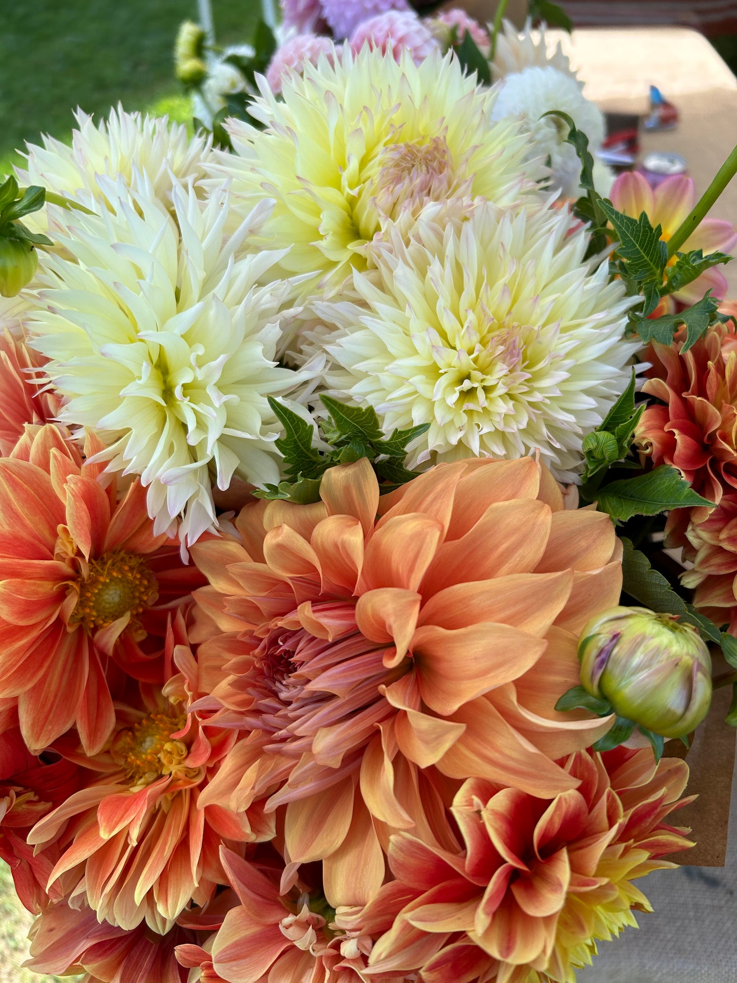 Hercules Dahlia Tuber