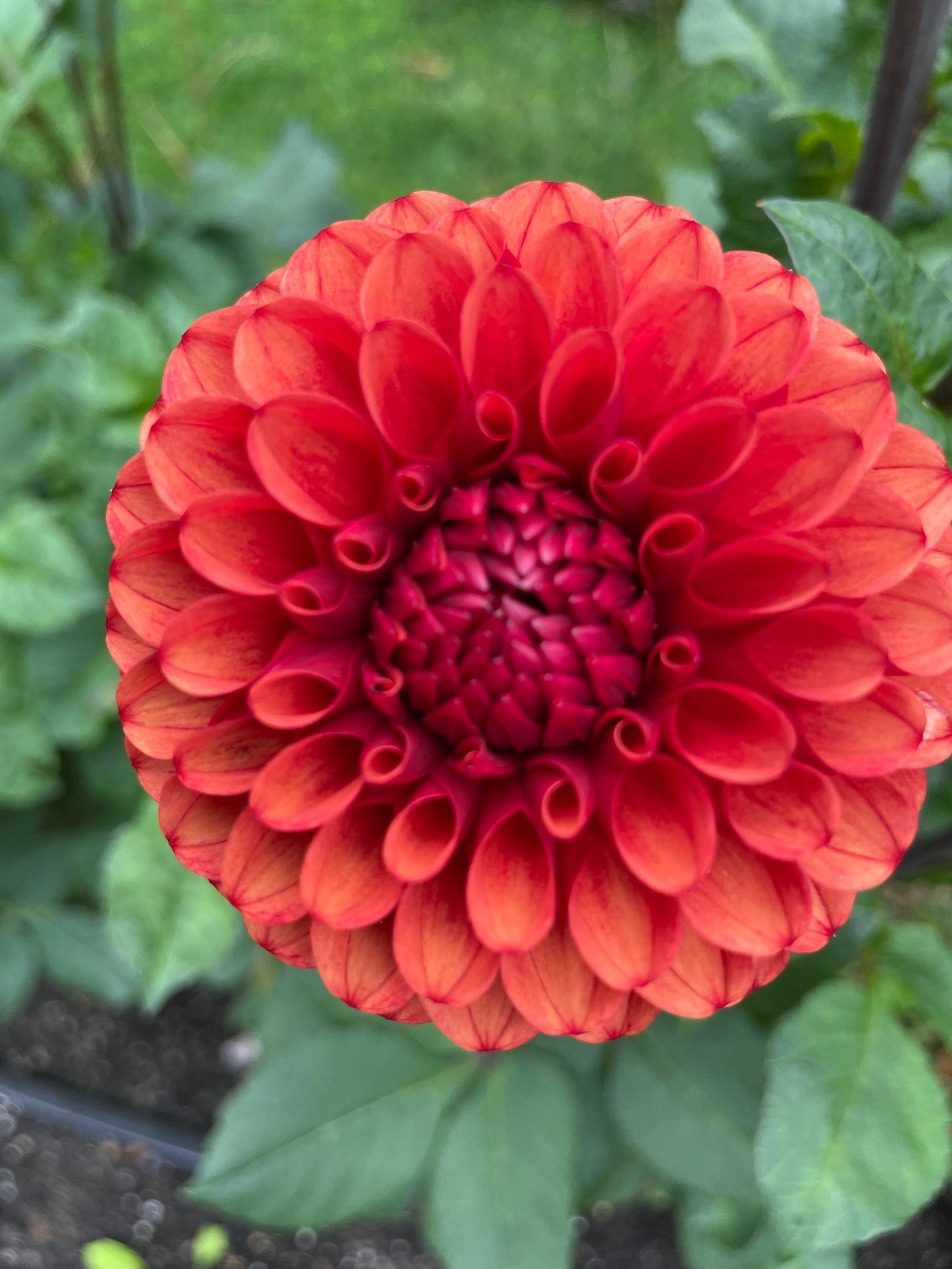 Brown Sugar Dahlia Tuber