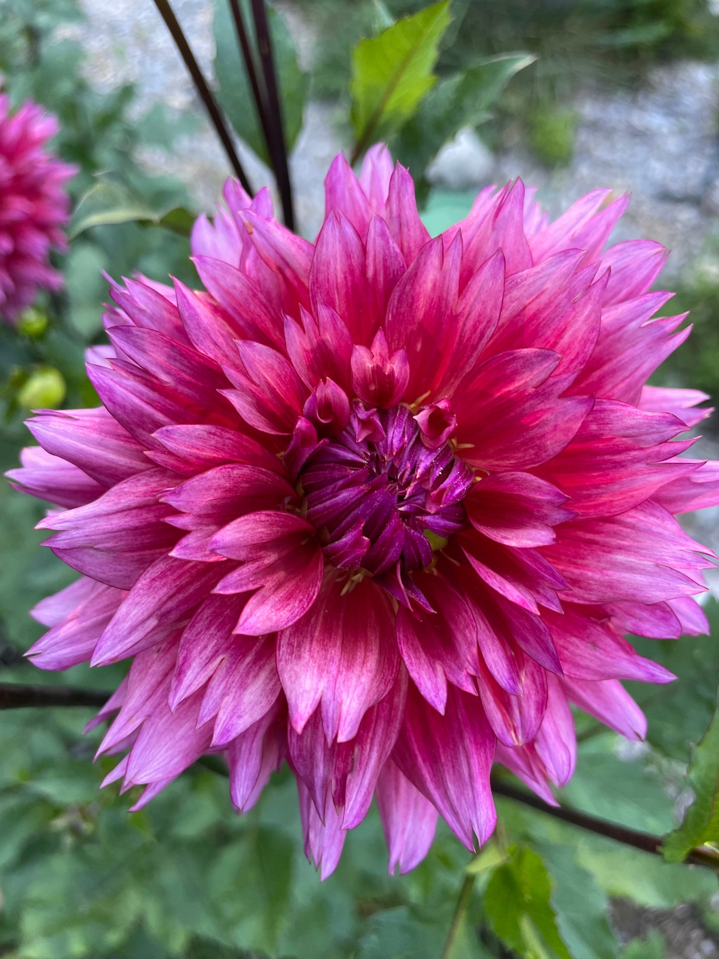 Sonic Bloom Dahlia Tuber