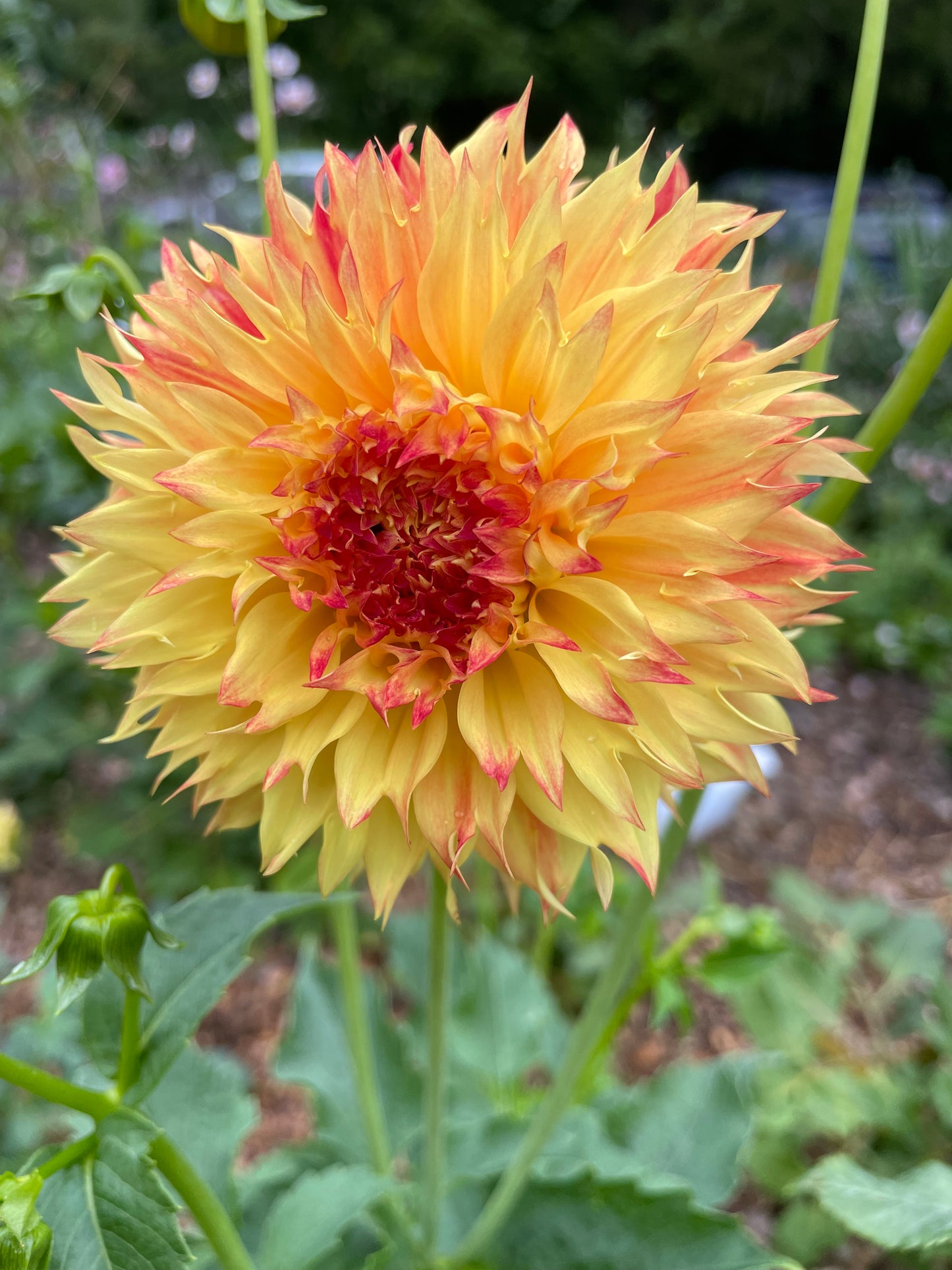 Bloomquist Georgia C Dahlia Tuber