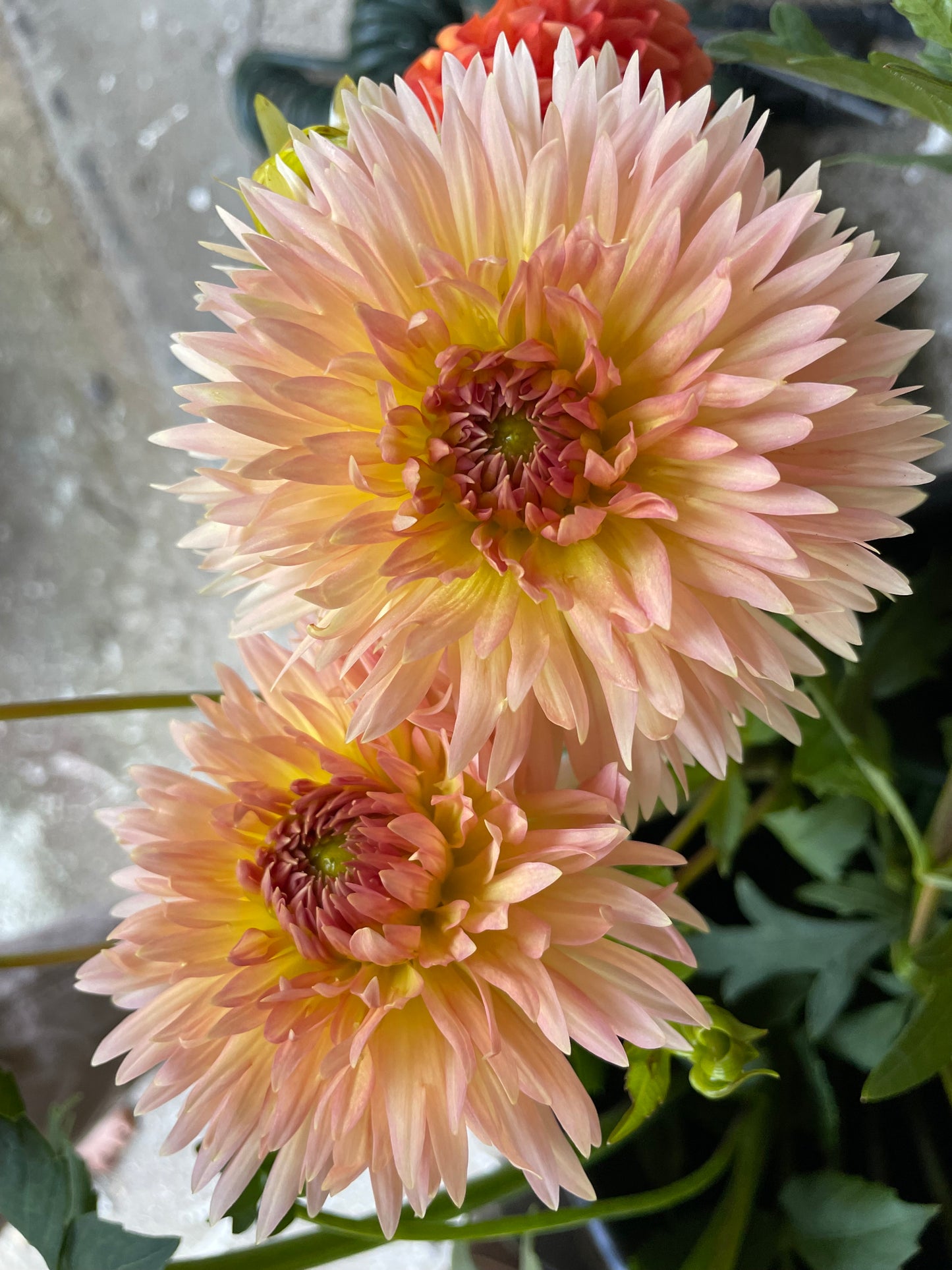 Lakeview Peachfuzz Dahlia Tuber