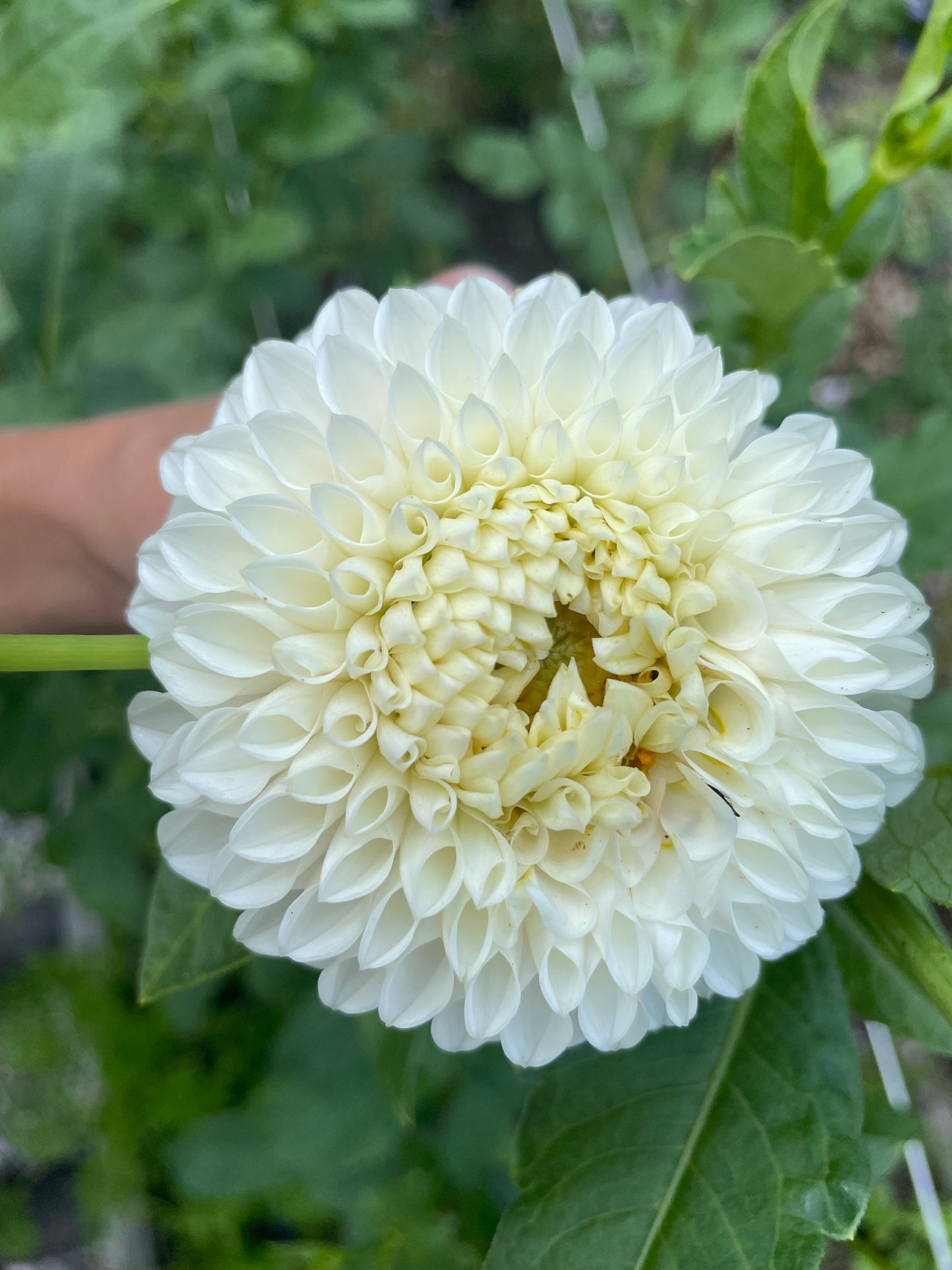 Pink Pearl Dahlia Tuber