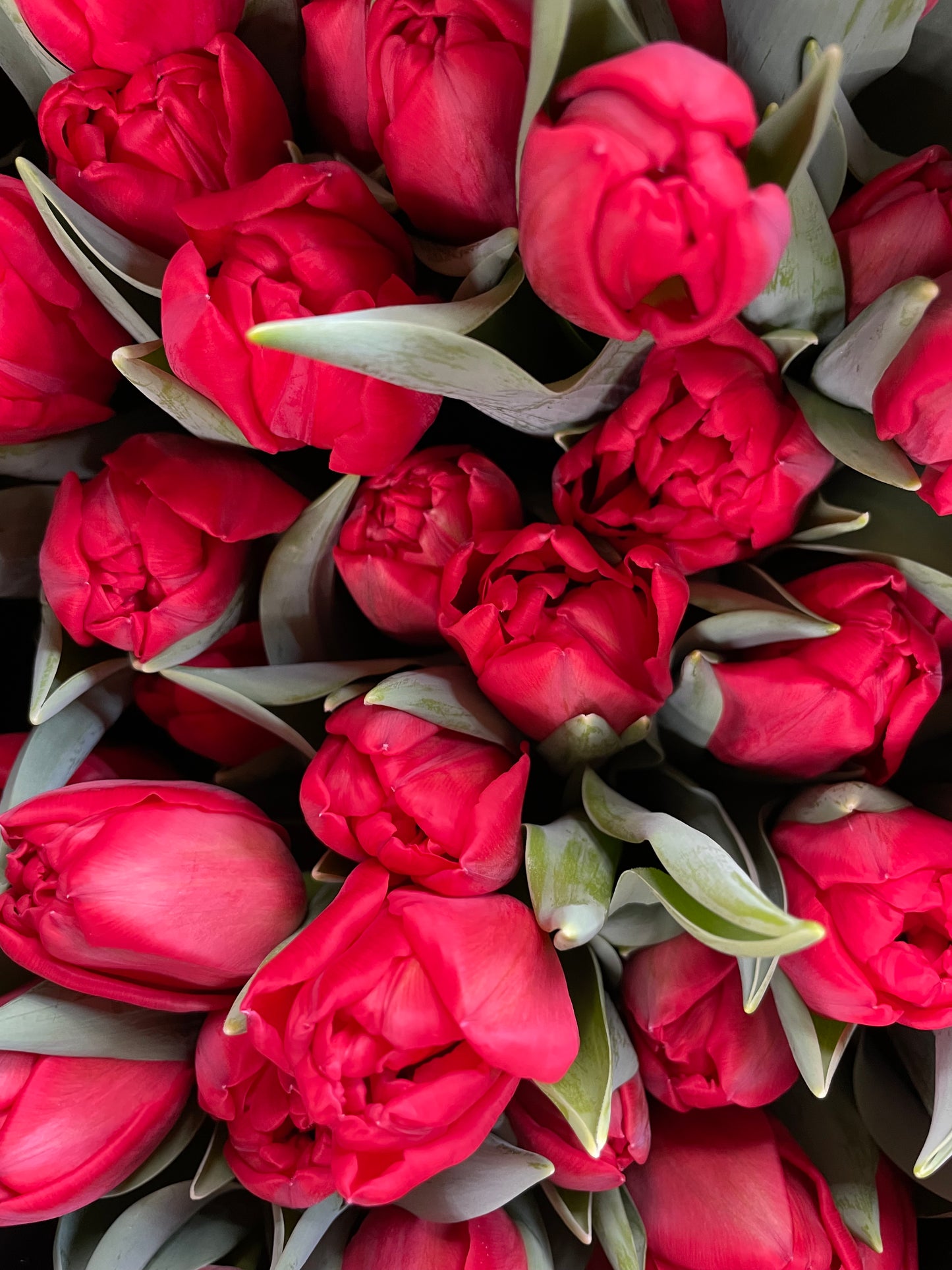 Winter Tulip Subscription 2026