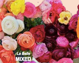 Ranunculus La Belle Mix