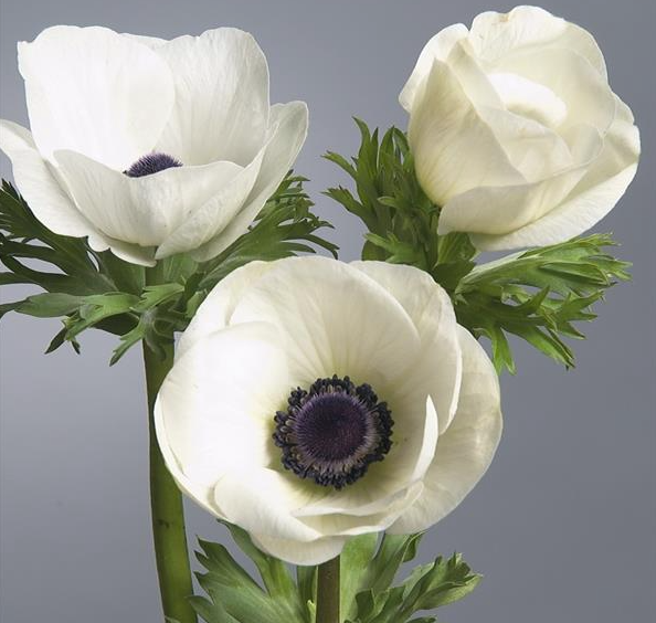Anemone Galilee White