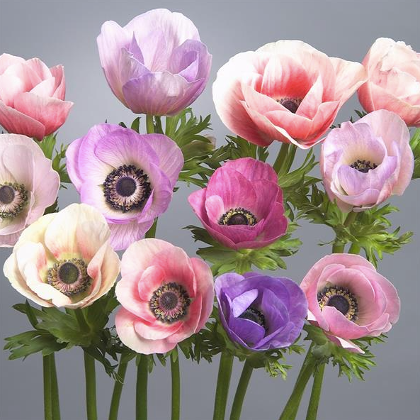 Anemone Galilee Pastel
