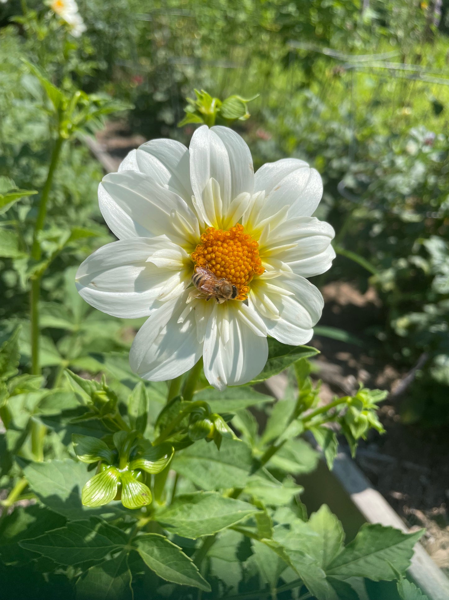 White collarette dahlia Alpen Cherub with bee in the center feasting on pollen.