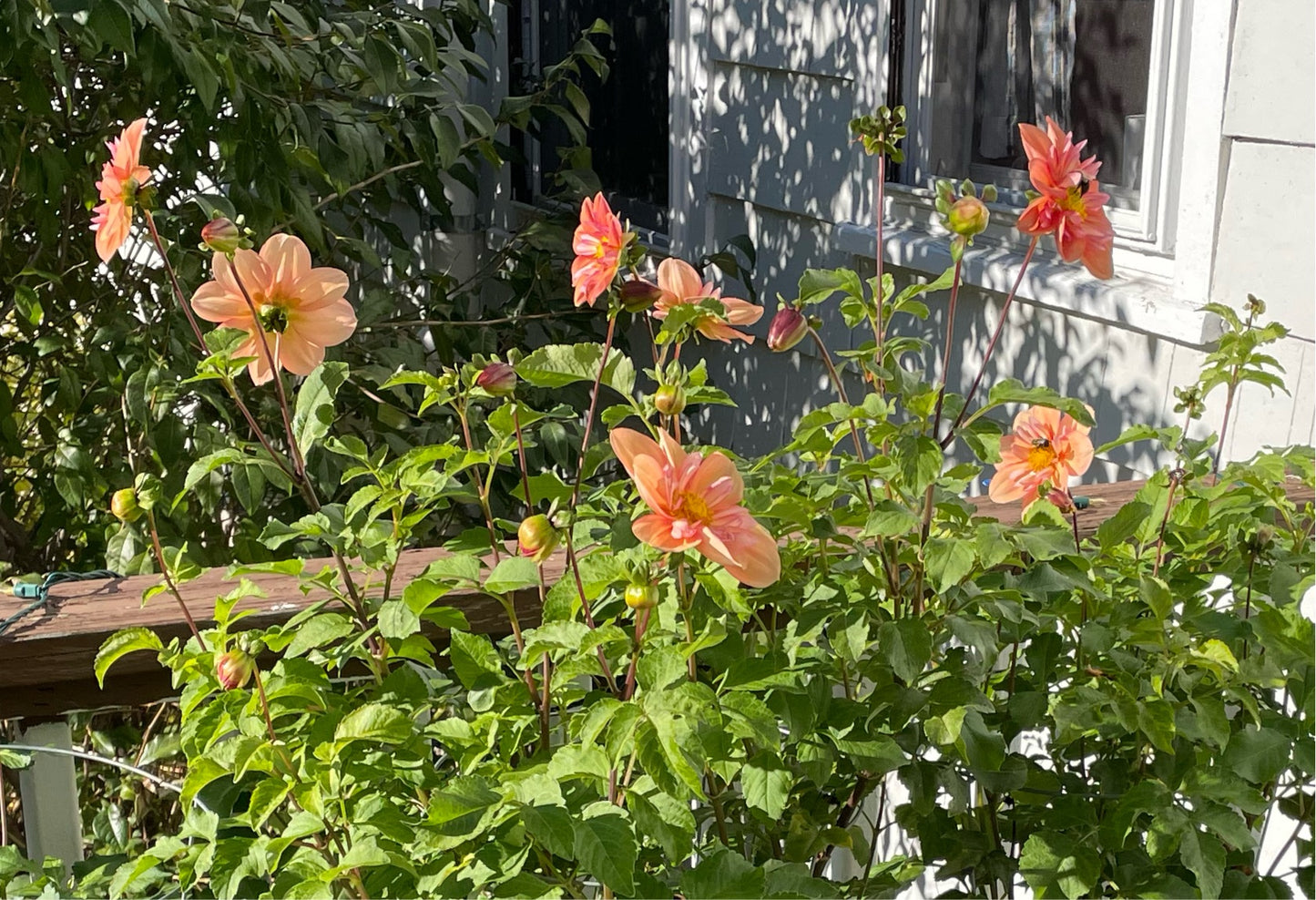 Collarette dahlia "Giggles" in full bloom en masse.