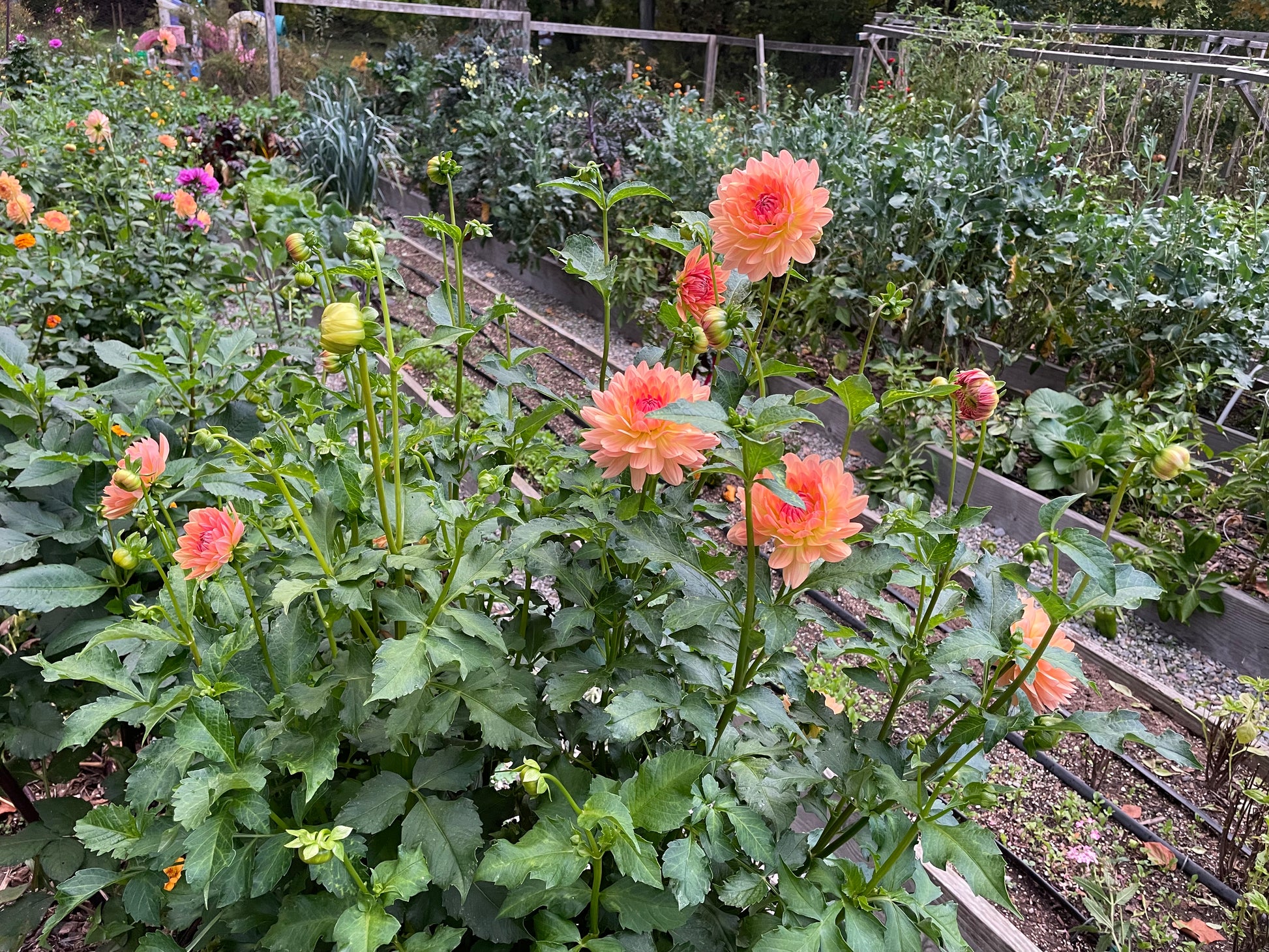 Waterlily dahlia "Gabrielle Marie" blooming en masse.  Coral pink.