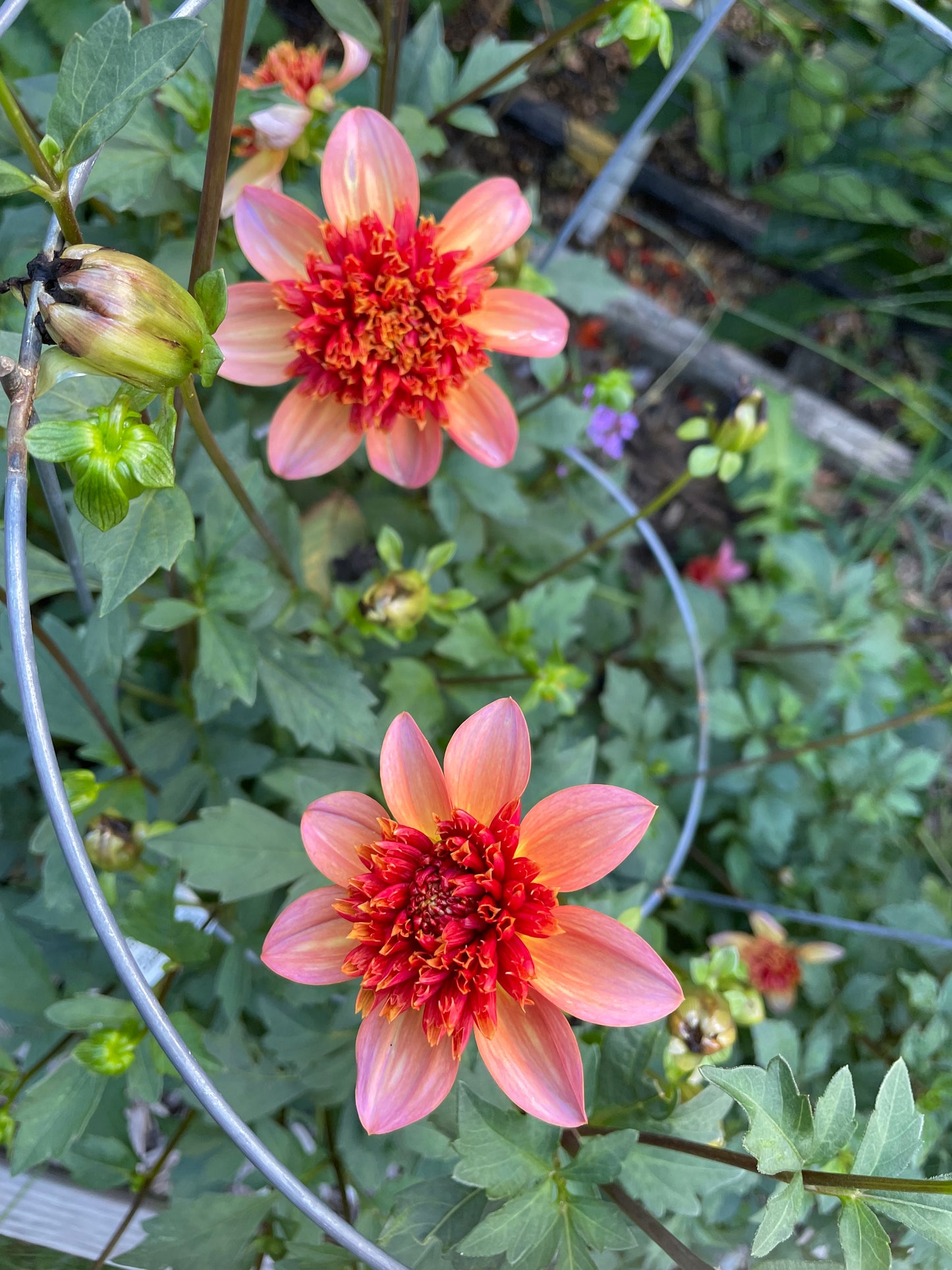 "Totally Tangerine" anemone dahlia has a pink outer ray of petals and orange inner tufted petals.