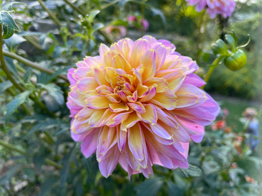 Planting, Growing and Harvesting your Dahlias