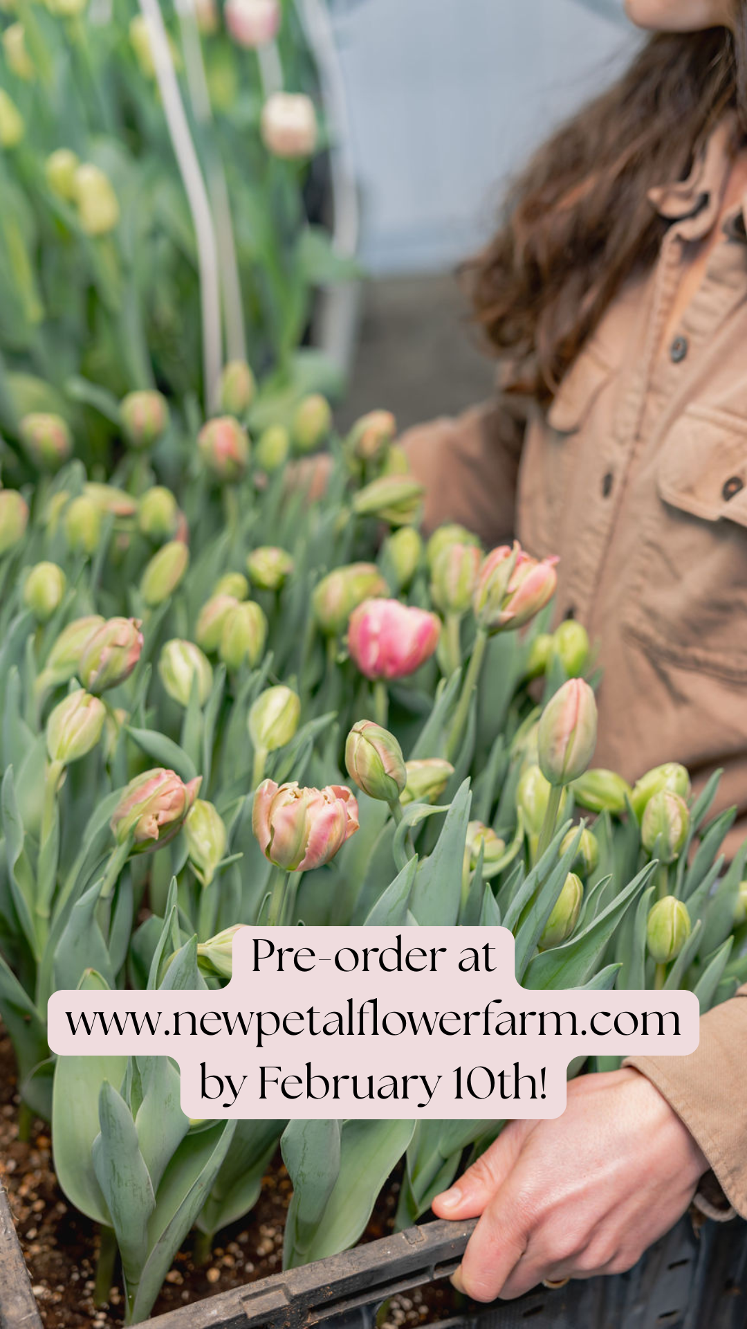 Valentine’s Day Tulip Bouquet Pre-order 2026