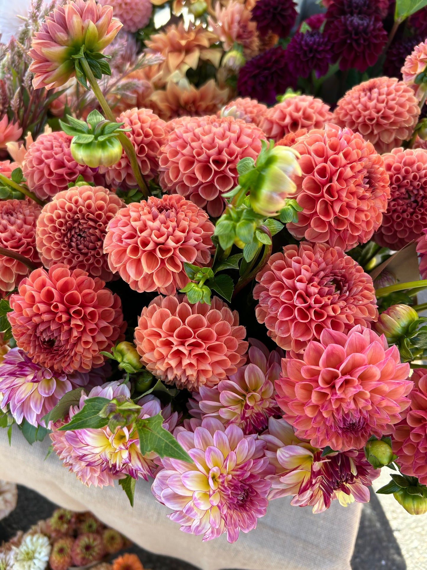 Autumn Dahlia CSA Subscription 2026