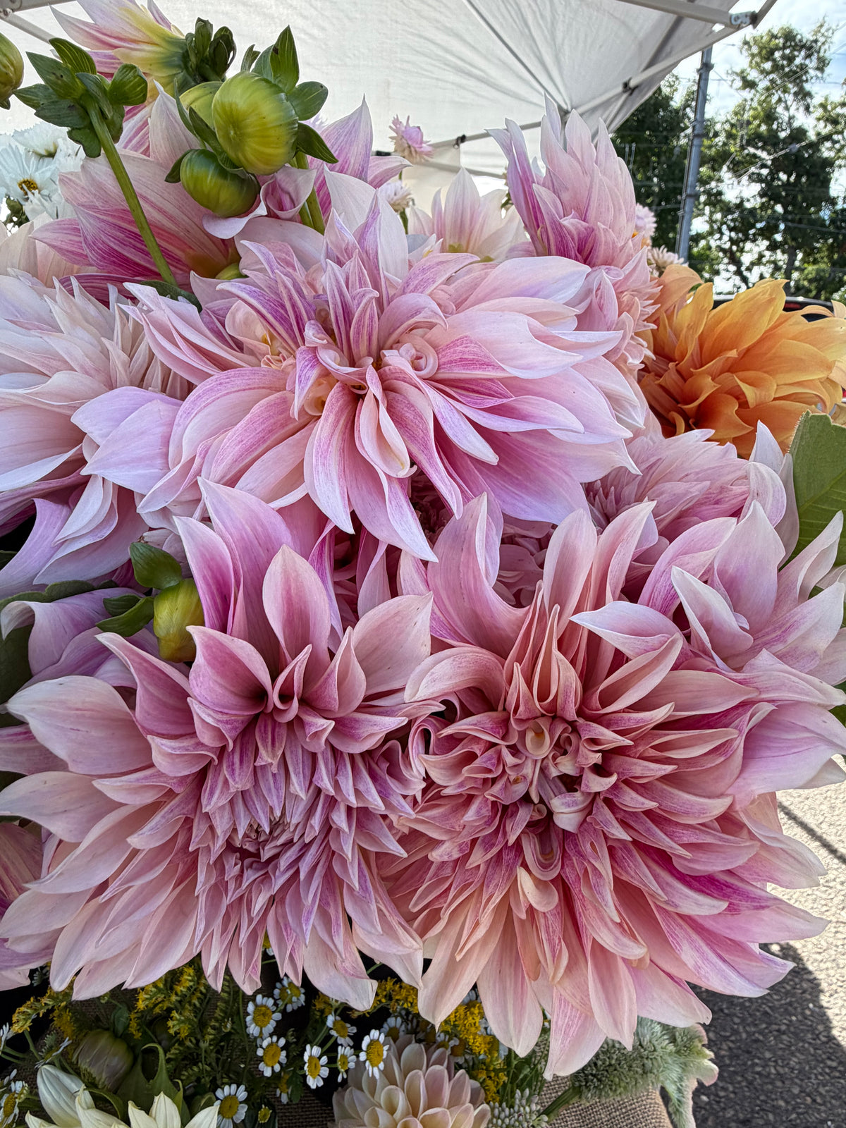 Cafe au Lait Dahlia Tuber