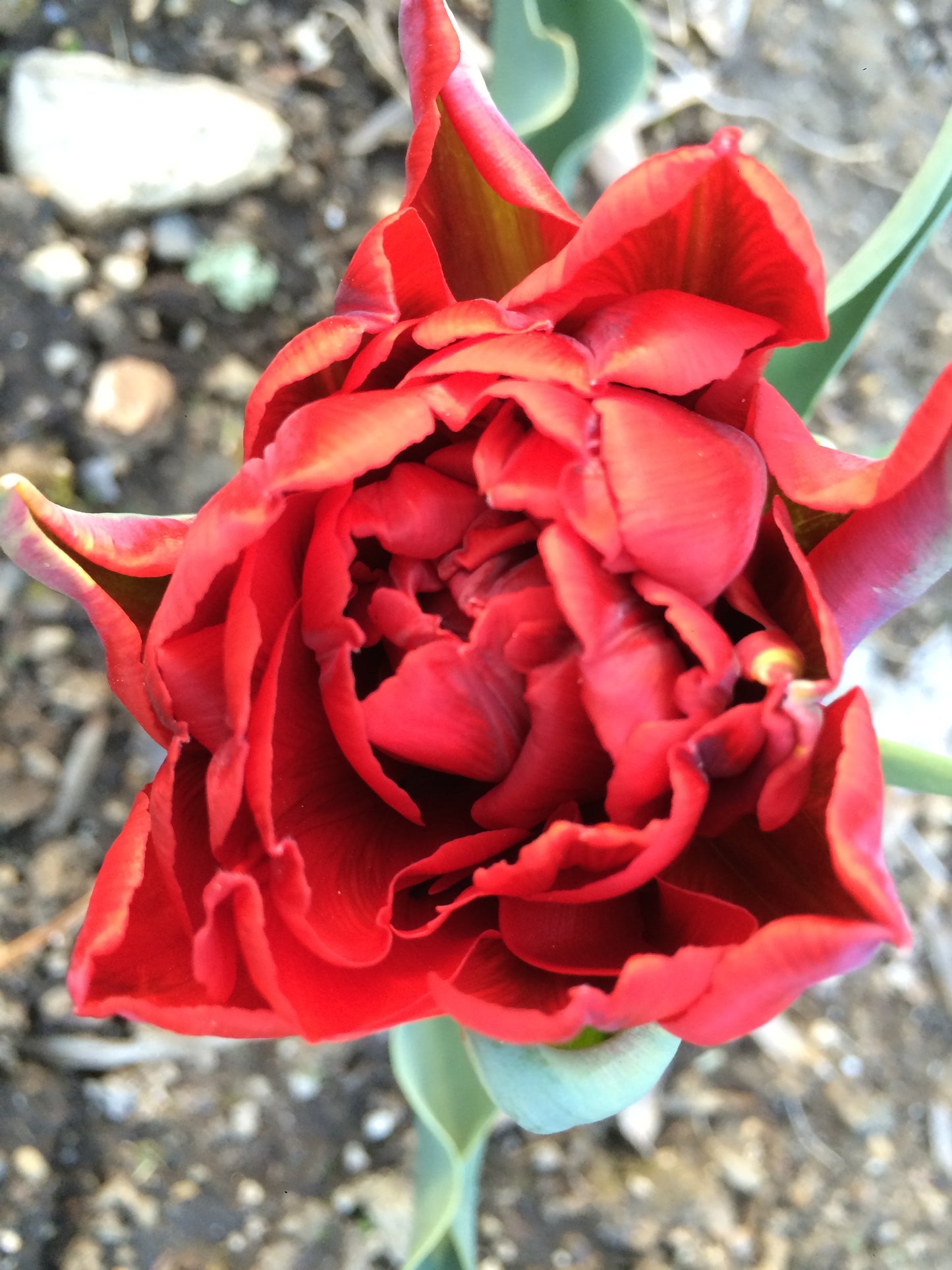 Valentine’s Day Tulip Bouquet Pre-order 2024