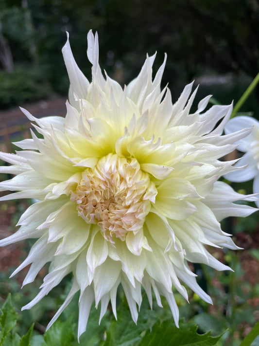 Citron du Cap Dahlia Tuber