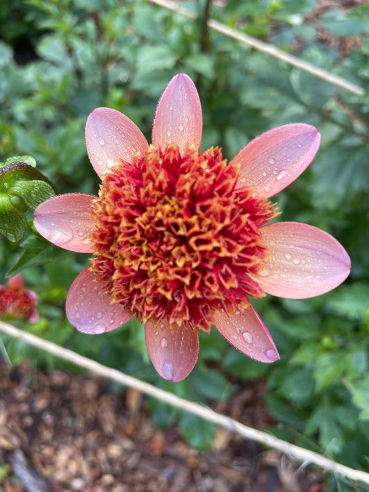 Totally Tangerine Dahlia Tuber