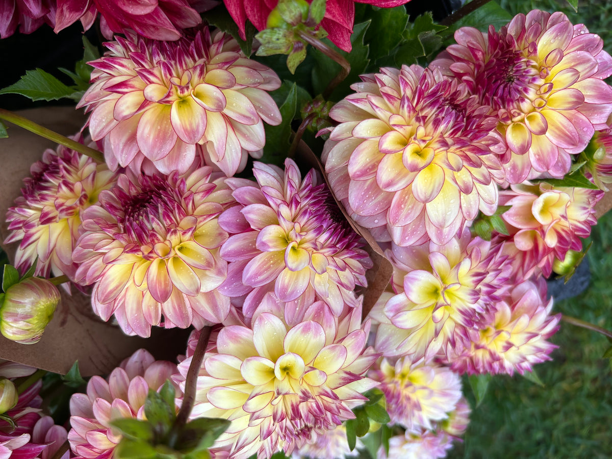 Alpen Sundown Dahlia Tuber