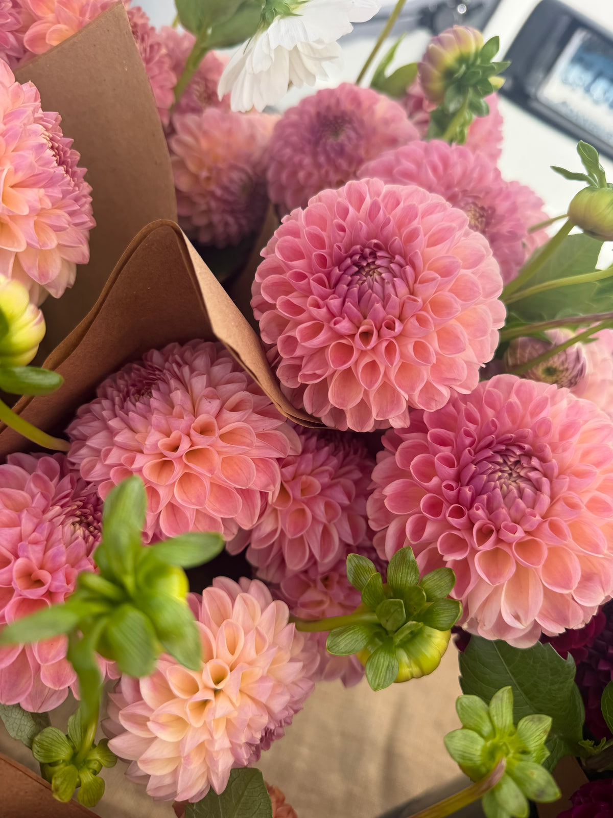 Clearview Peachy Dahlia Tuber