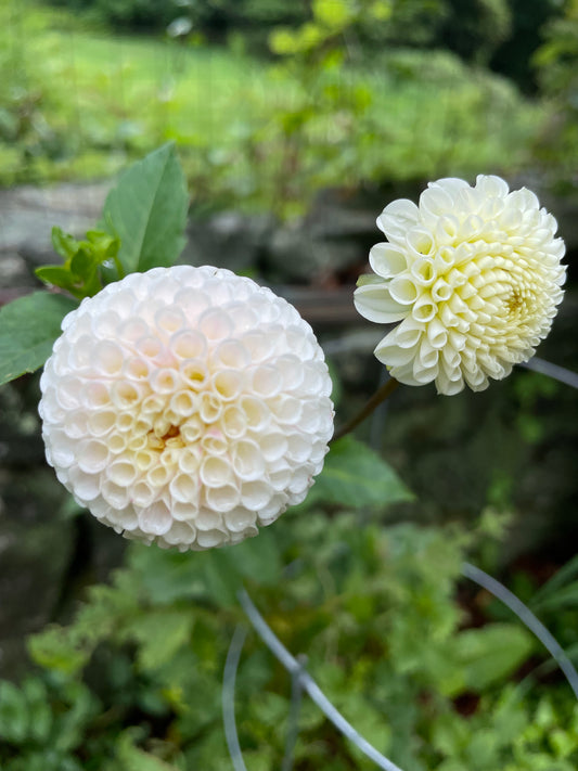 Small World Dahlia Tuber