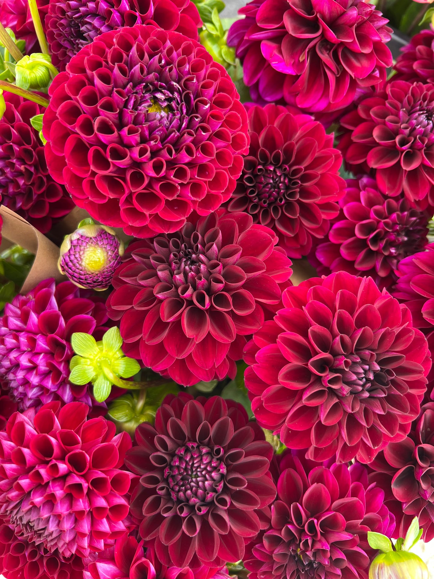 Ivanetti Dahlia Tuber