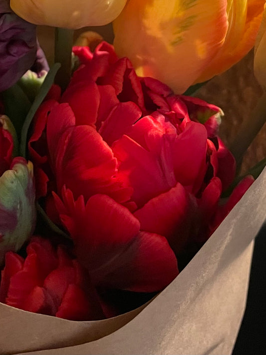 Miranda Tulip Bulb
