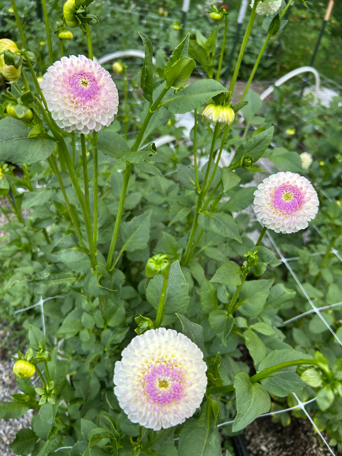 Hollyhill Miss White Dahlia Tuber