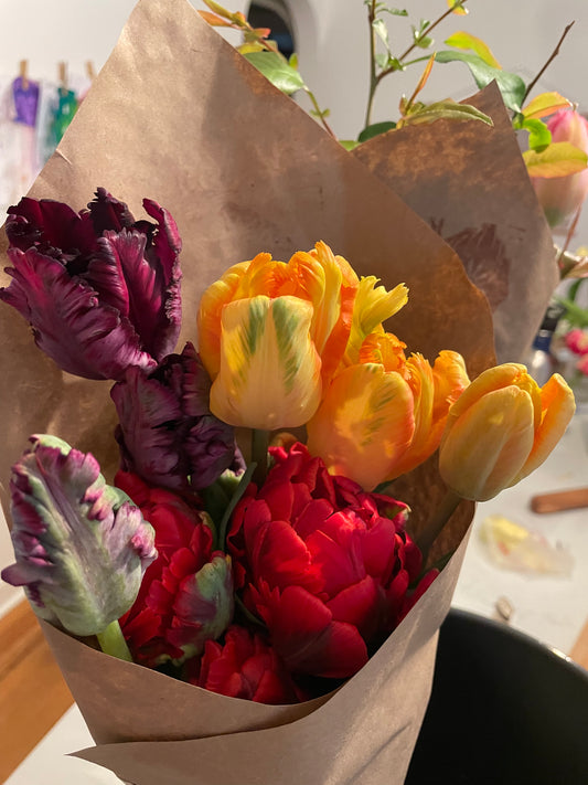 Black Parrot Tulip Bulb