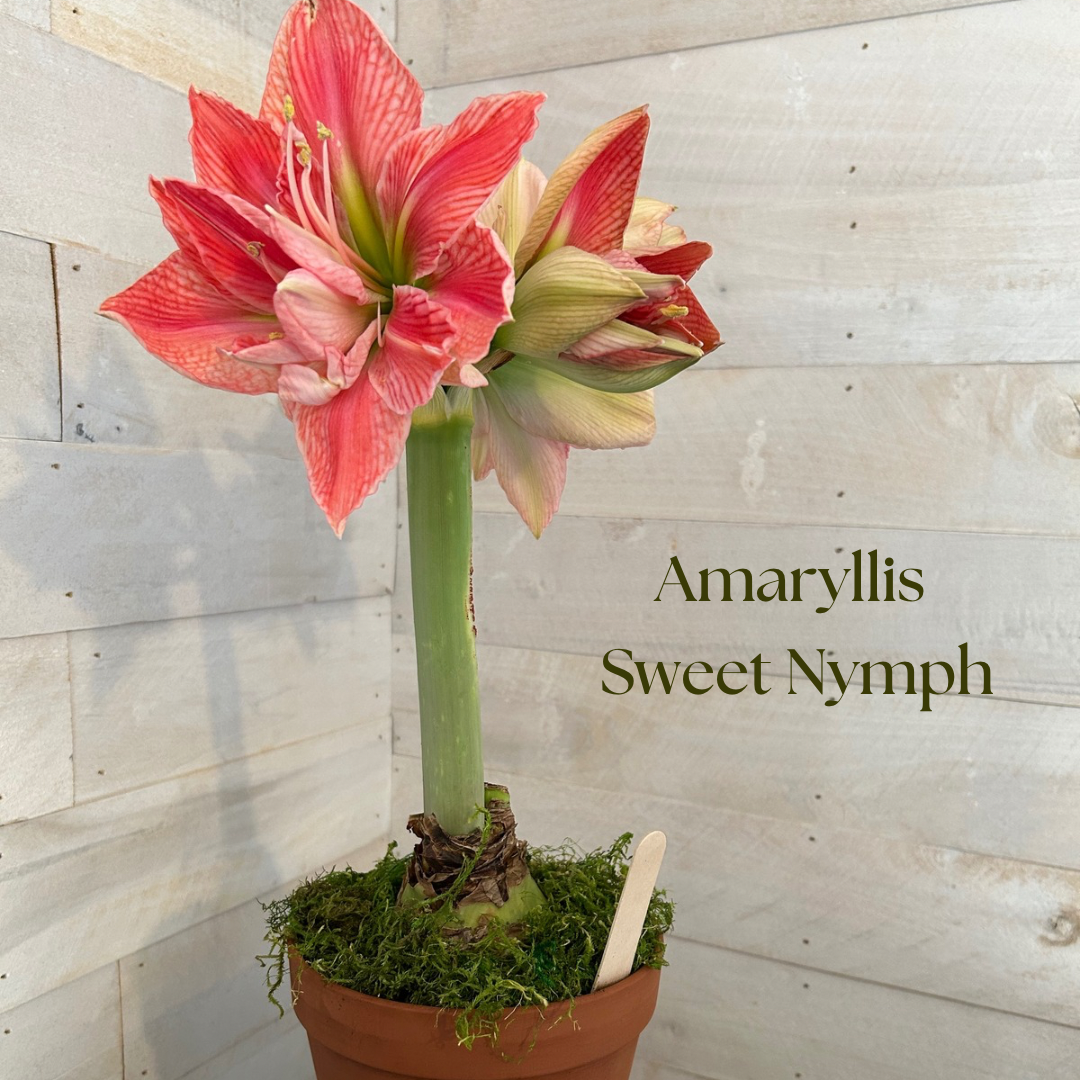 Potted amaryllis, terra cotta pot