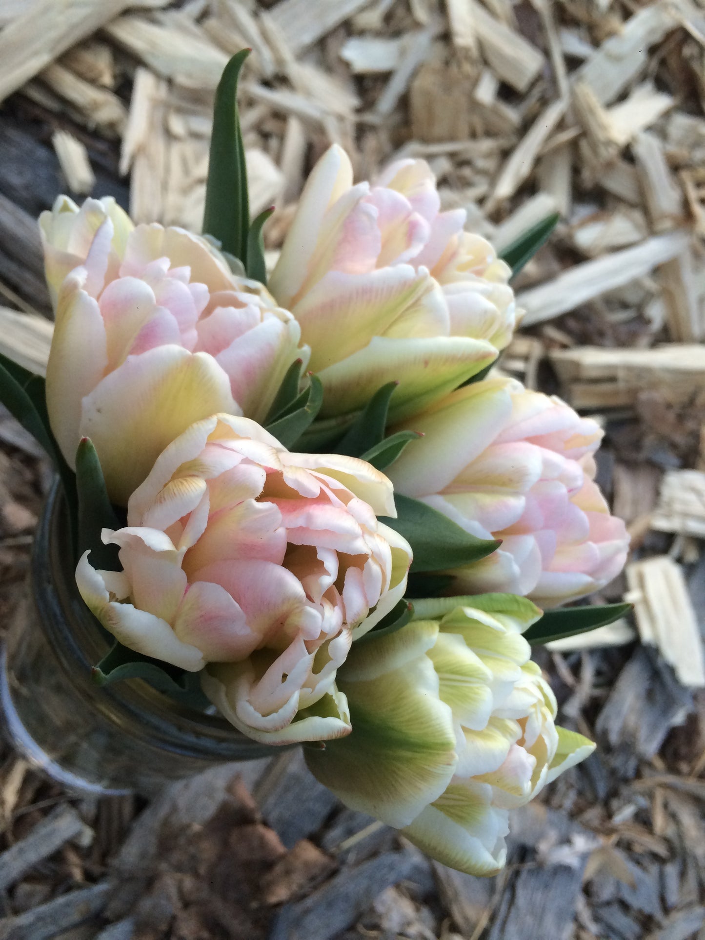 Cairns Tulip Bulb