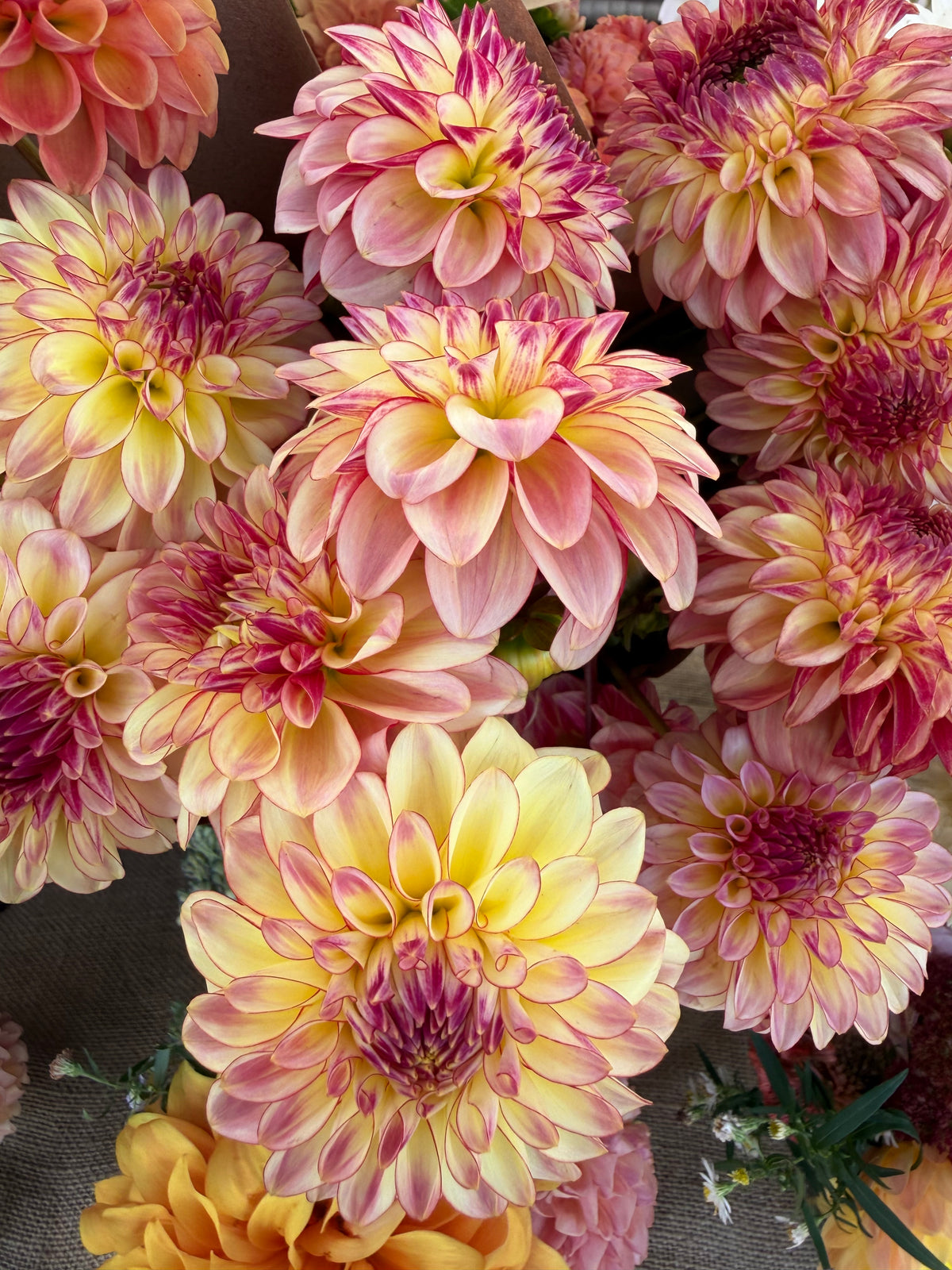 Alpen Sundown Dahlia Tuber