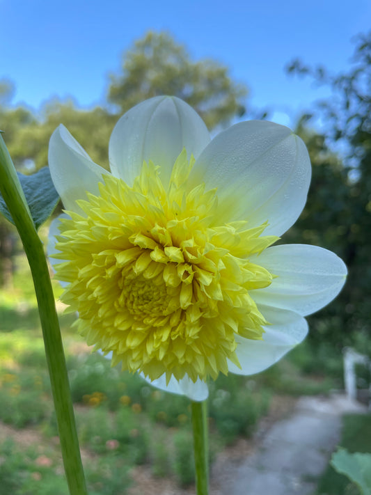 Sandia Summertime Dahlia Tuber