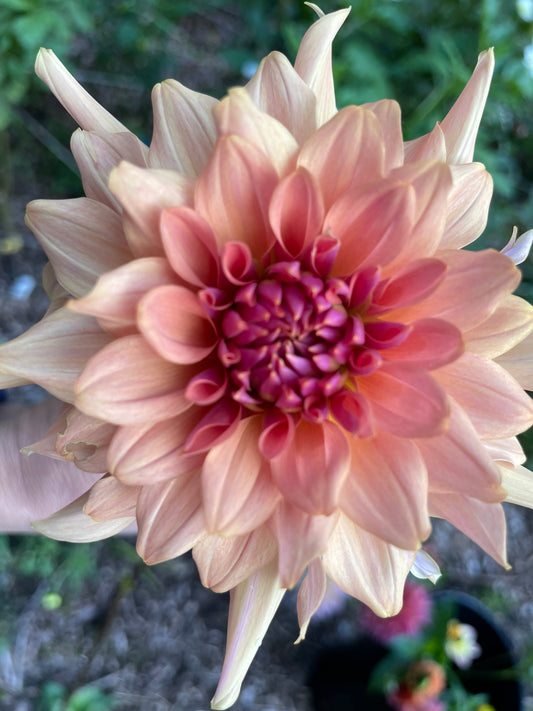 Terra Cotta Dahlia Tuber