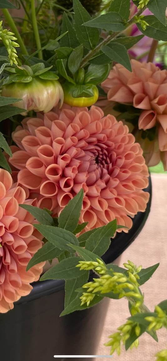 Cornel Bronze Dahlia Tuber