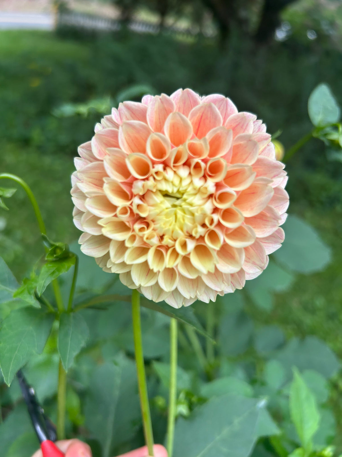 Sweet Suzanne Dahlia Tuber