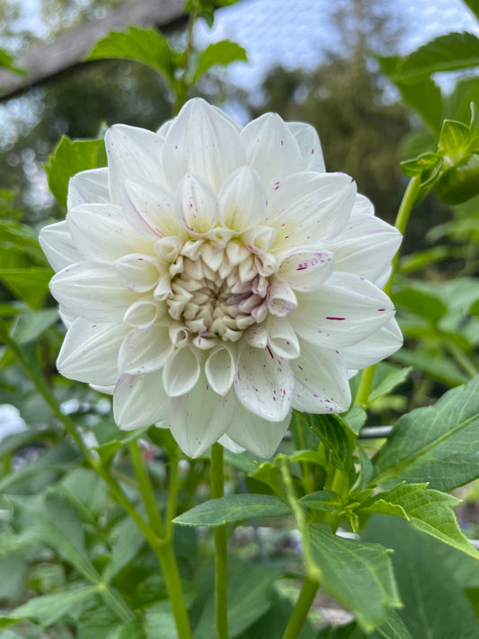 Mystery Speckle Dahlia Tuber