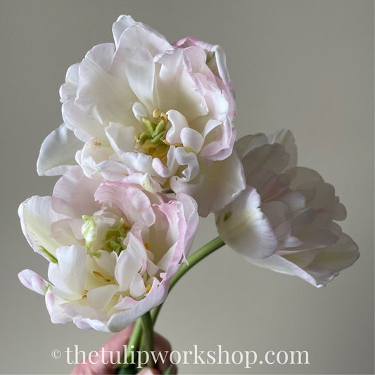 Finola Tulip Bulb