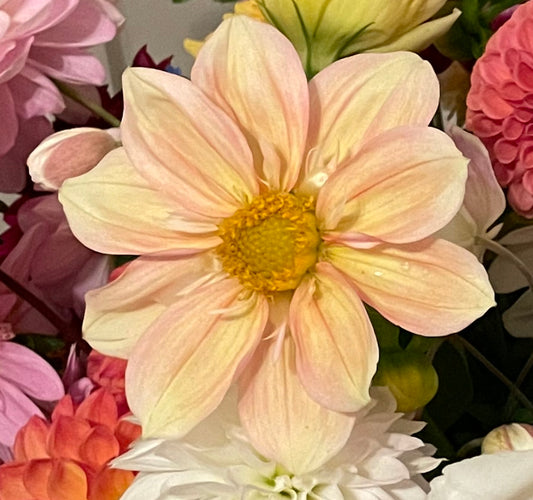 Appleblossom Dahlia Tuber