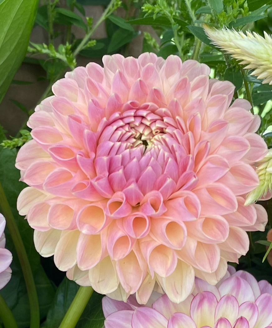 Clearview Peachy Dahlia Tuber – New Petal Flower Farm