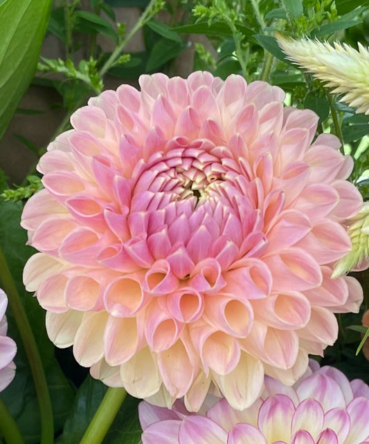 Clearview Peachy Dahlia Tuber