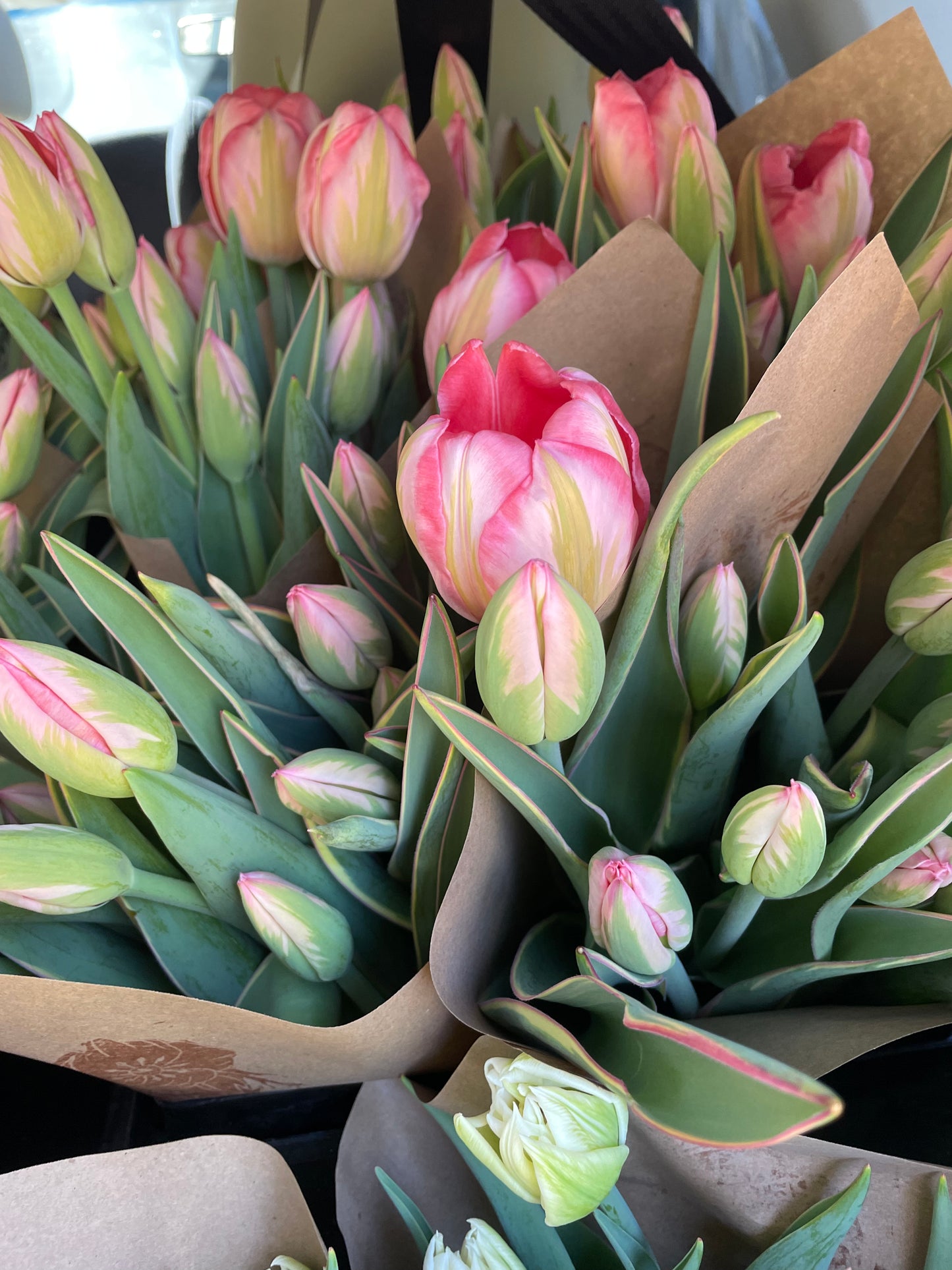 Design Impression Tulip Bulb