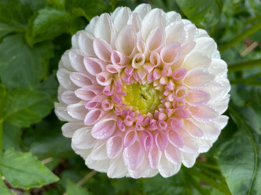 Pink Pearl Dahlia Tuber