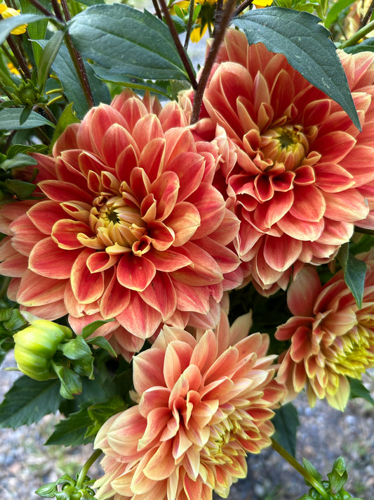 Myrthe Dahlia Tuber