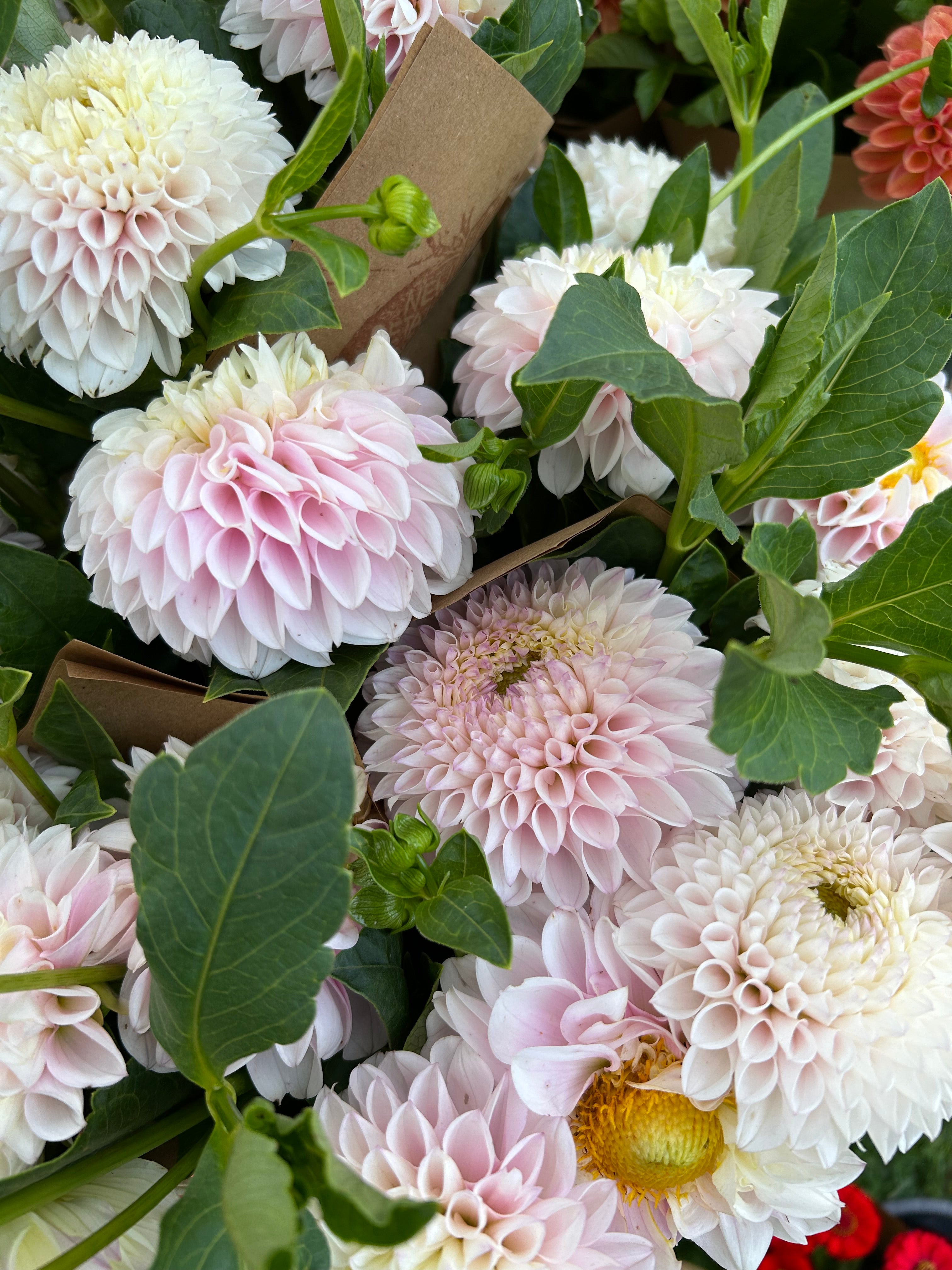 Pink Pearl Dahlia Tuber – New Petal Flower Farm
