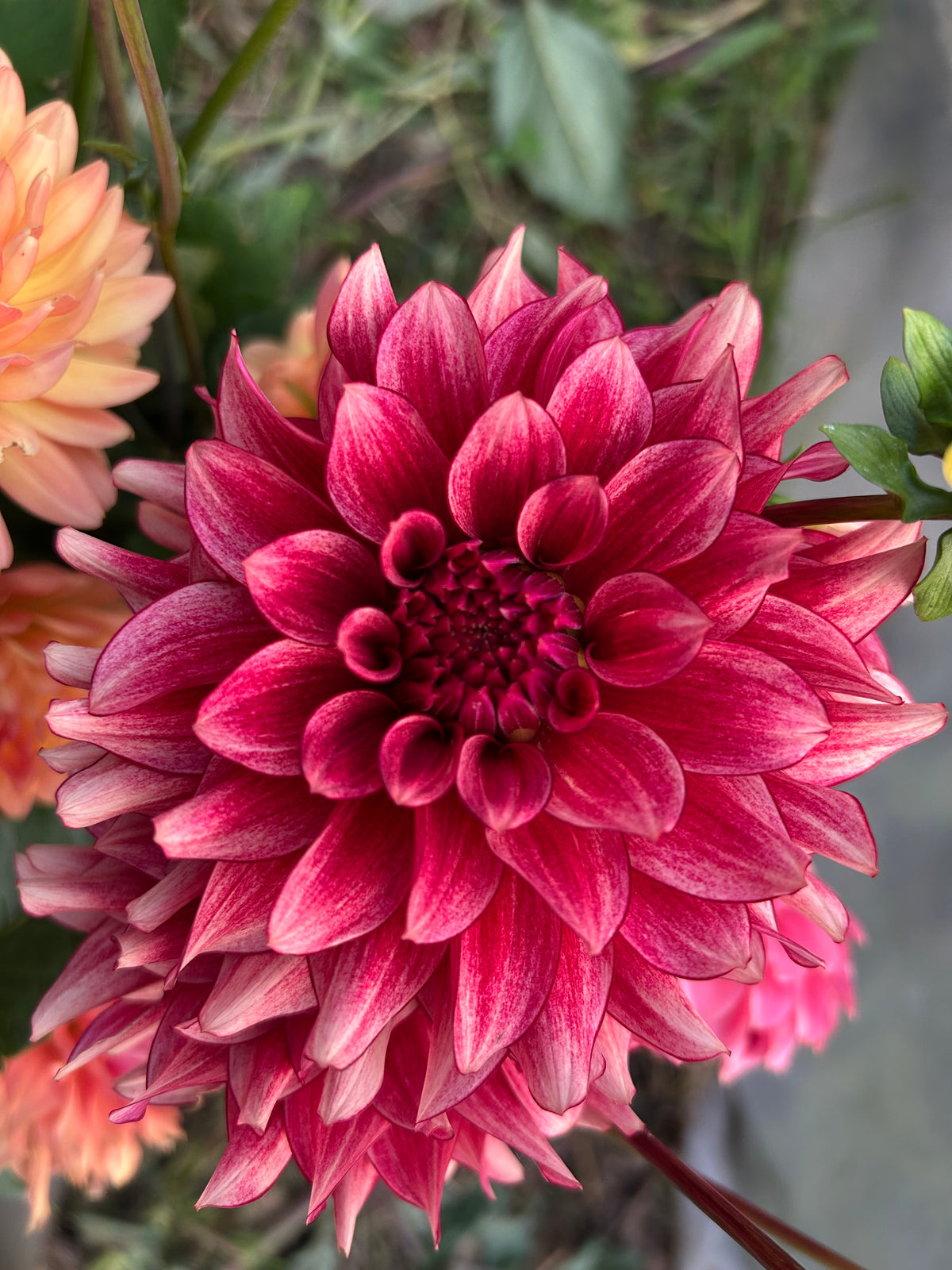 N-Force Dahlia Tuber
