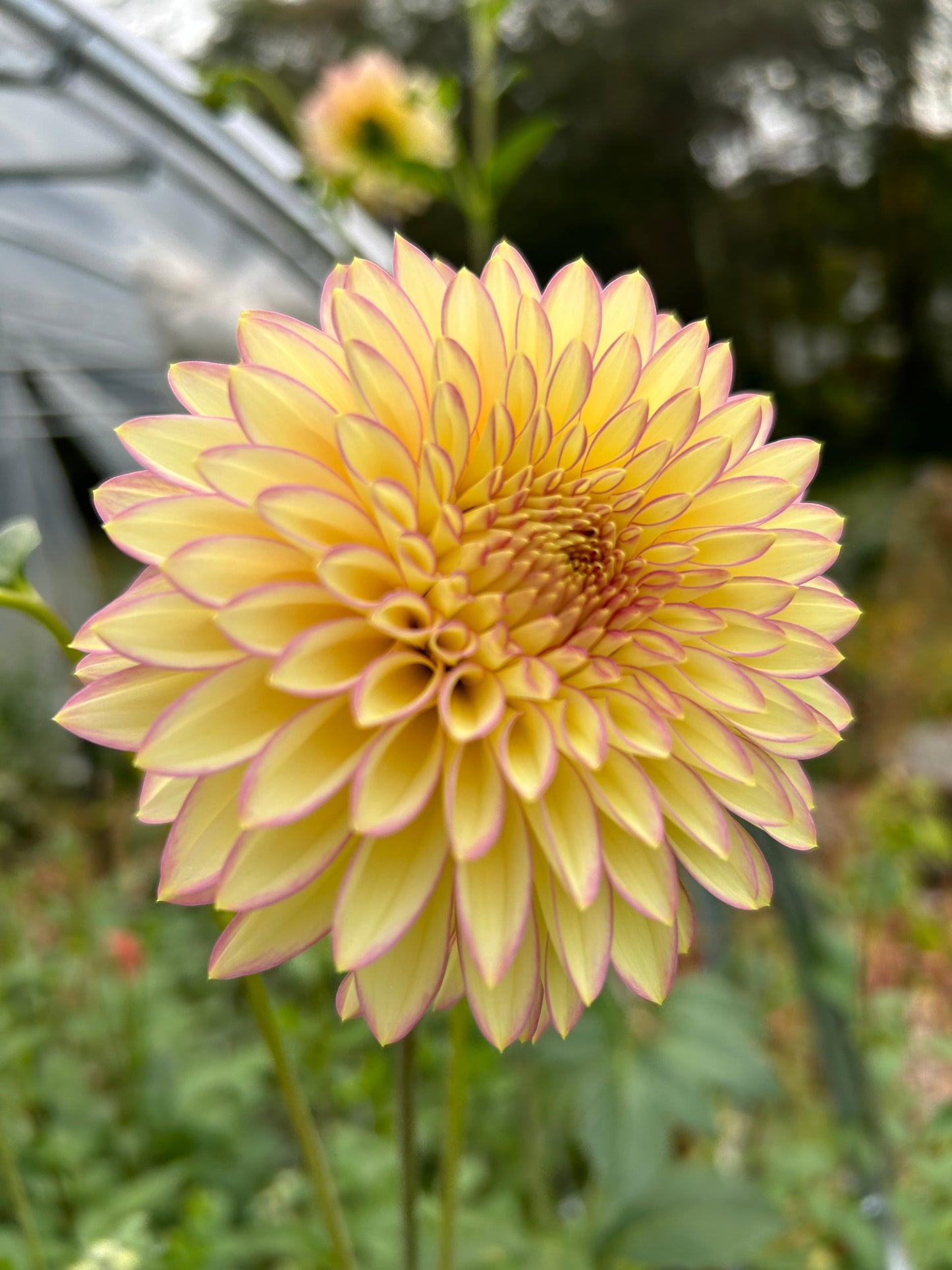 Bloomquist Blush Dahlia Tuber