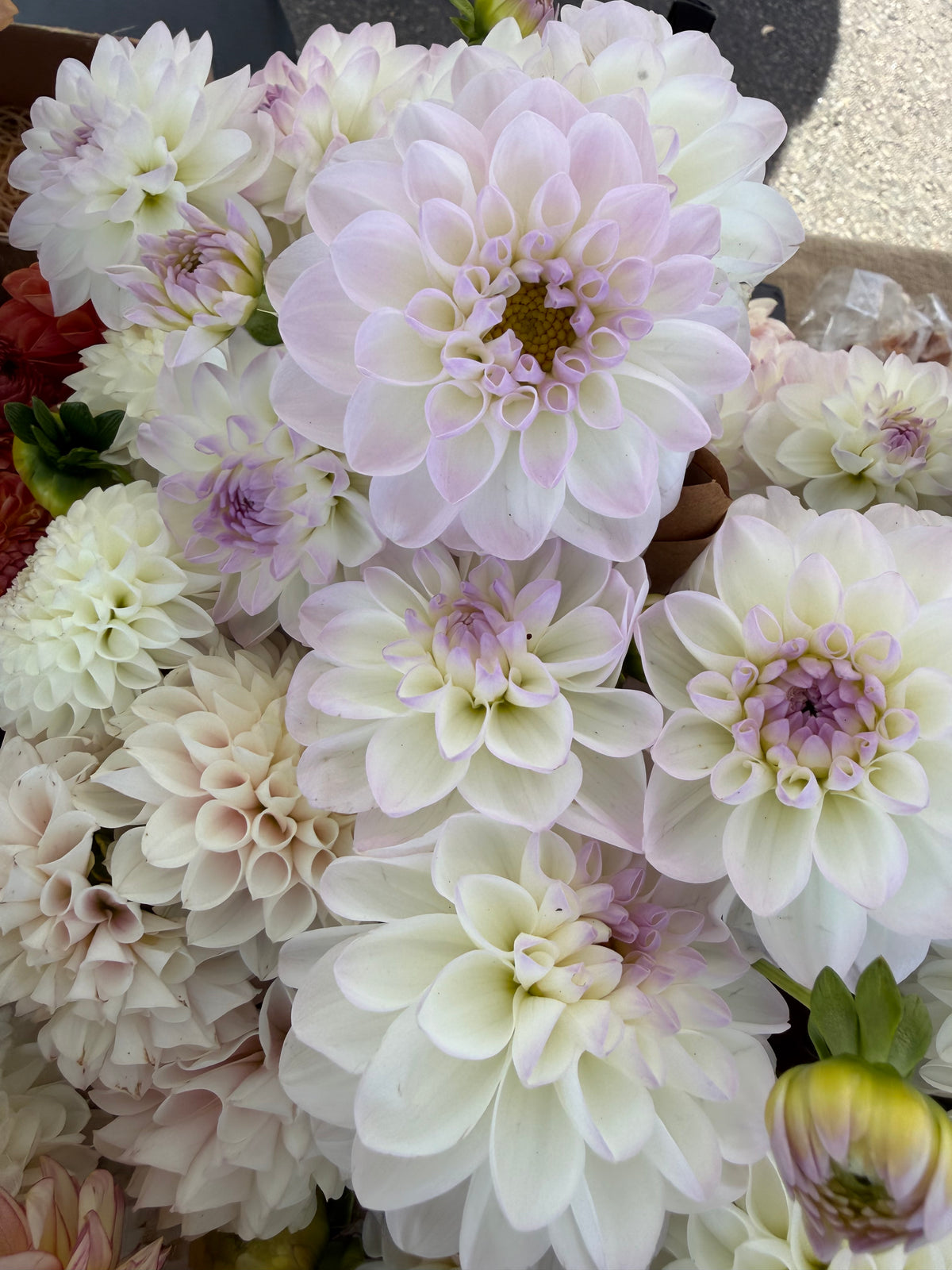 Eveline Dahlia Tuber