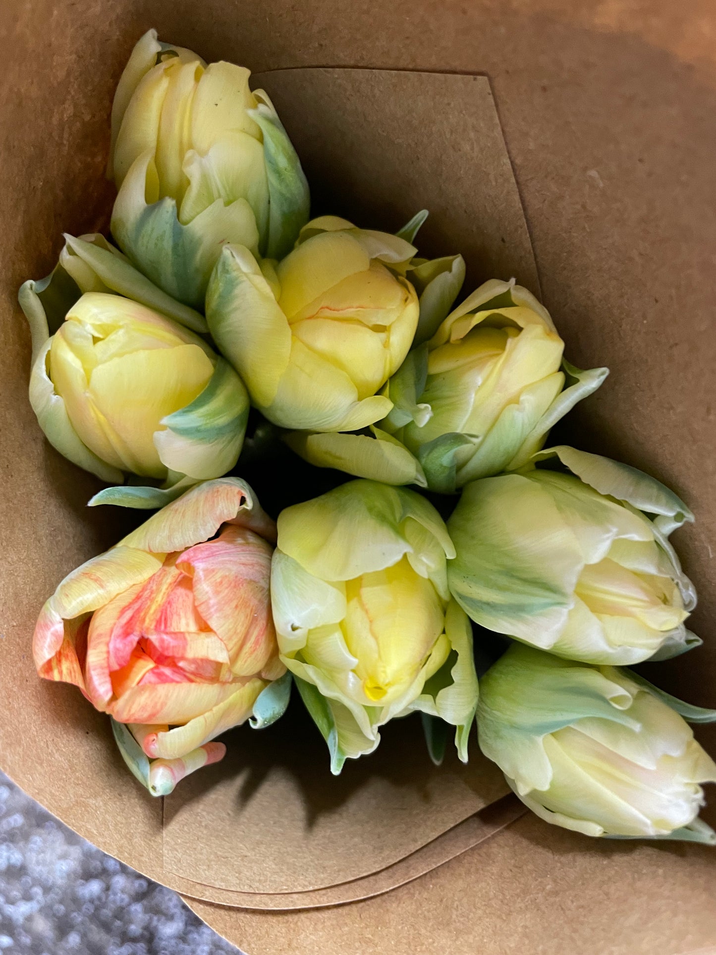 Winter Tulip Subscription 2025 - 12 weeks!