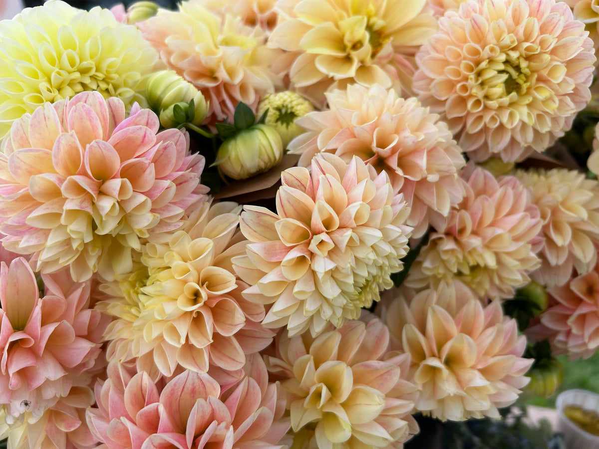 Sweet Suzanne Dahlia Tuber